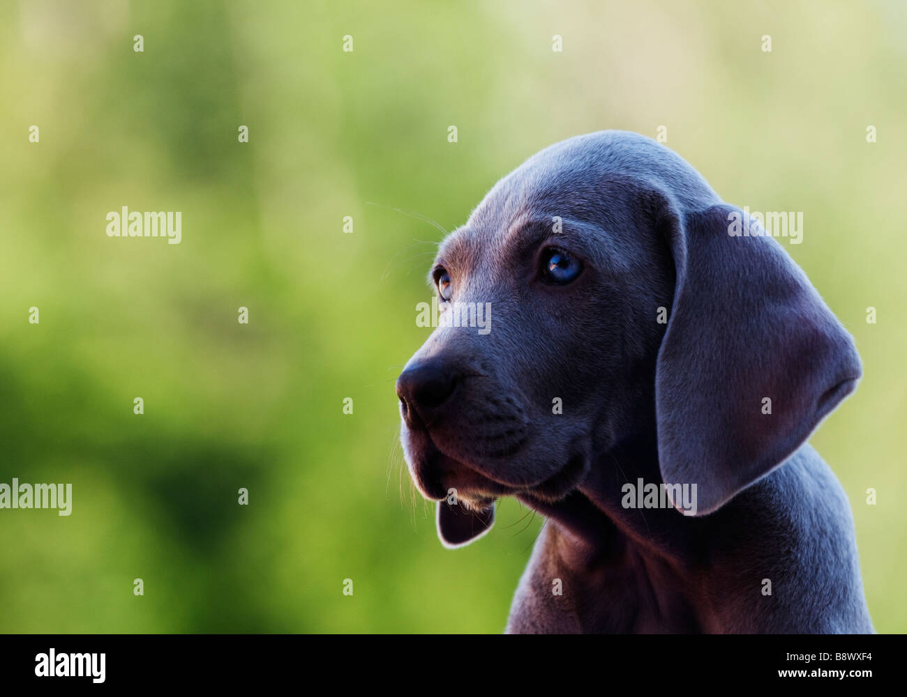 A portrait of a Weimaraner puppy Stock Photo