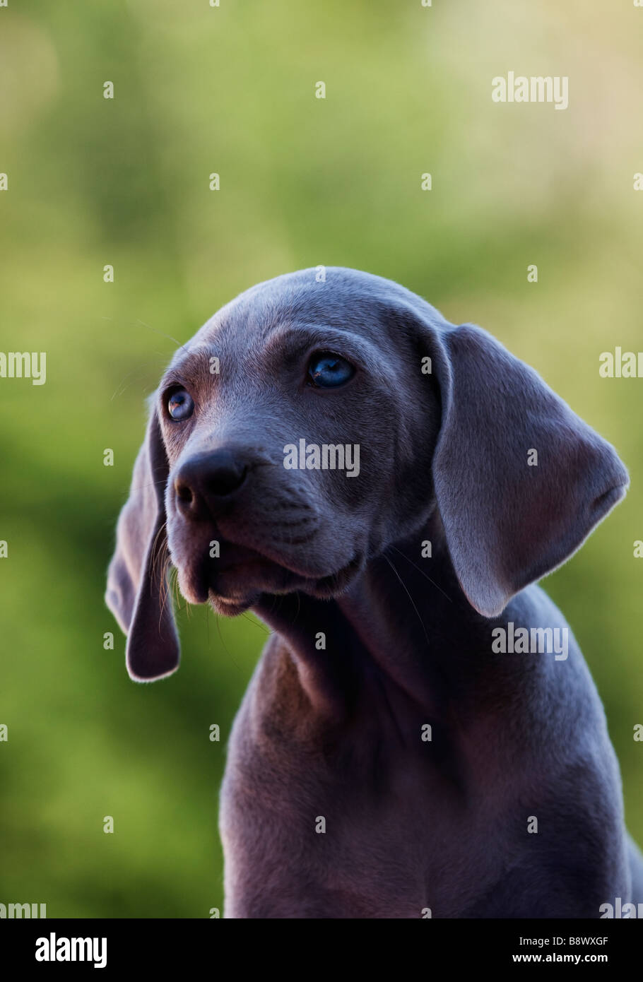 A portrait of a Weimaraner puppy Stock Photo