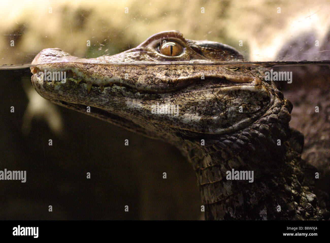 Caiman Alligator Stock Photo