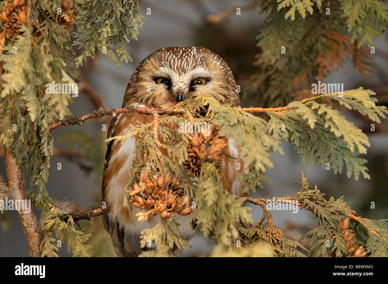 Northern predator hires stock photography and images Alamy
