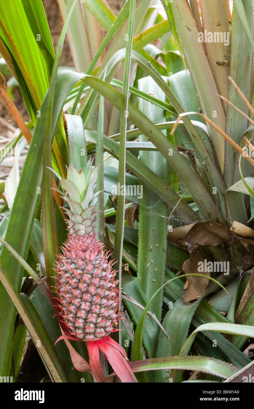 A pineapple on its plant in Kerala, India Stock Photo Alamy
