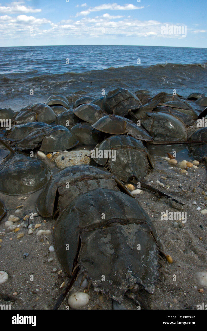 Horseshoe crabs (Limulus polyphemus) at the coast, Delaware Bay, USA Stock Photo Alamy
