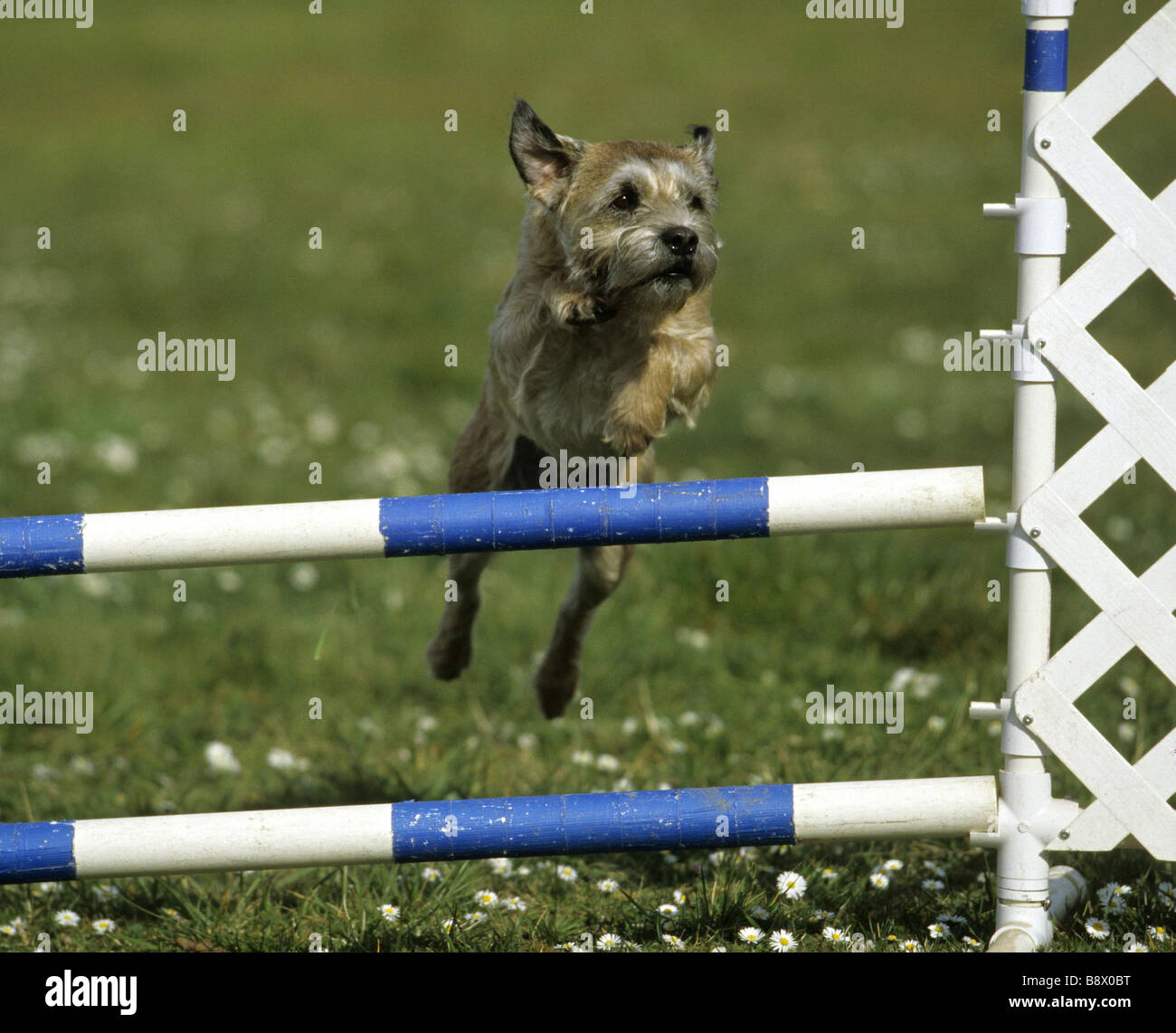 Border Terrier jumping a winged single jump Stock Photo Alamy
