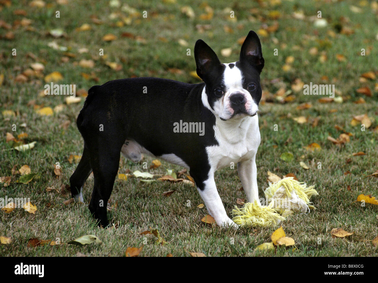 Boston Terrier with a dog bone in a field Stock Photo Alamy