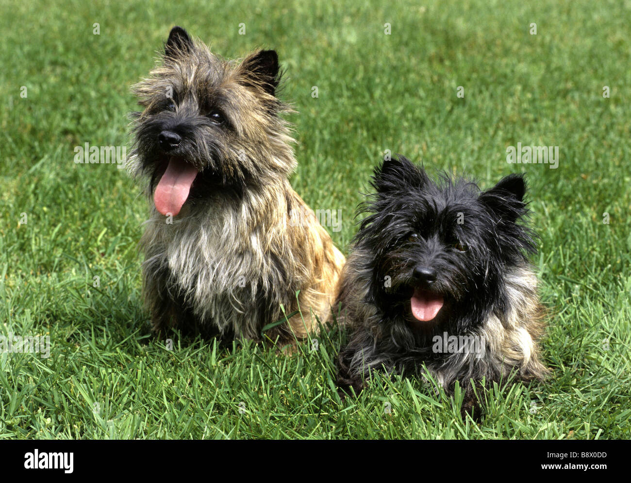 Border terrier sitting in field hires stock photography and images Alamy