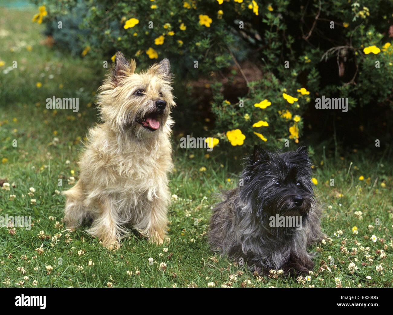 Border terrier sticking out tongue hires stock photography and images Alamy