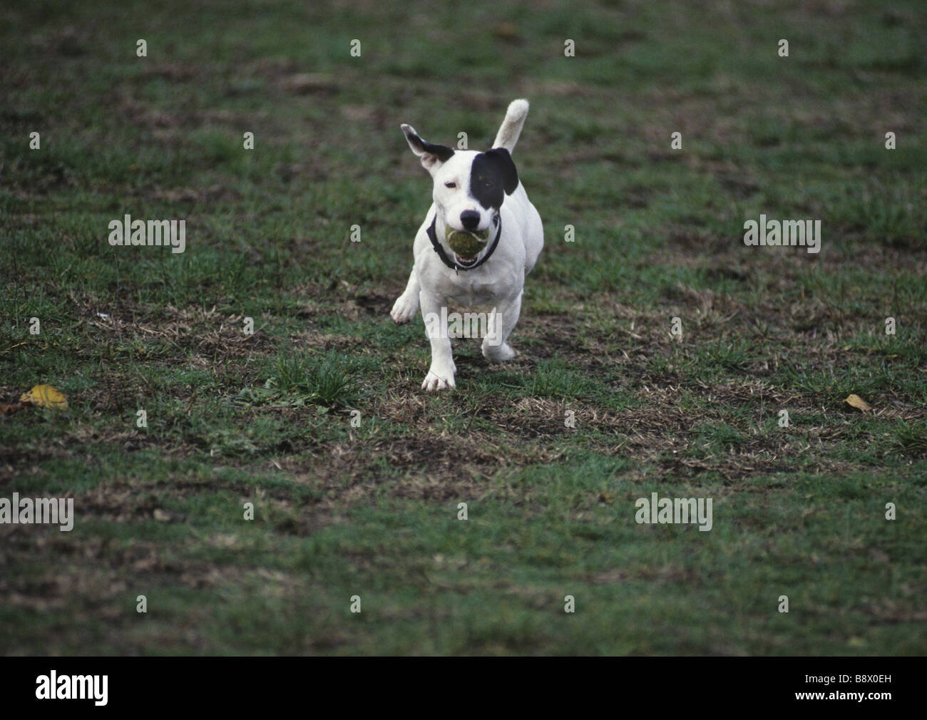 Jack Russell Terrier carrying a ball Stock Photo