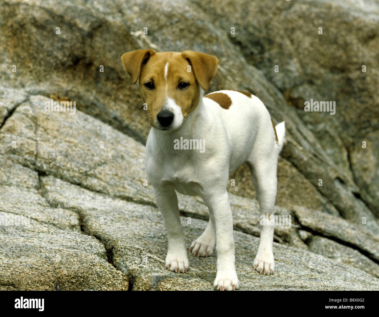 Jack Russell Terrier standing on the rock Stock Photo - Alamy