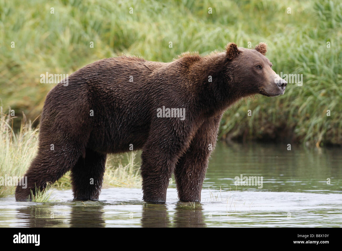 Grizzly bear (Ursus arctos horribilis) standing in a river Stock Photo