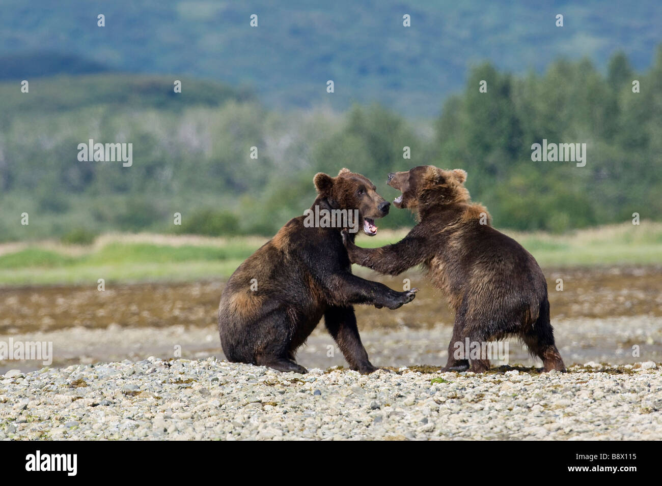 Two Grizzly bears (Ursus arctos horribilis) fighting at the riverside ...