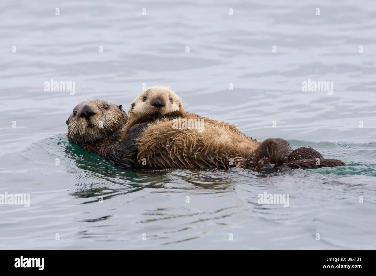 Sea otter (Enhydra lutris lutris) floating on water with its pup Stock Photo