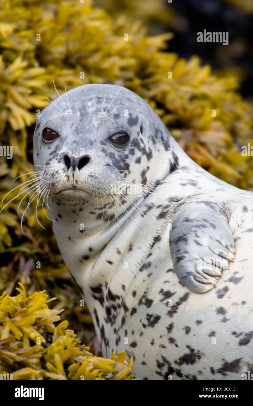 Seal up close hires stock photography and images Alamy