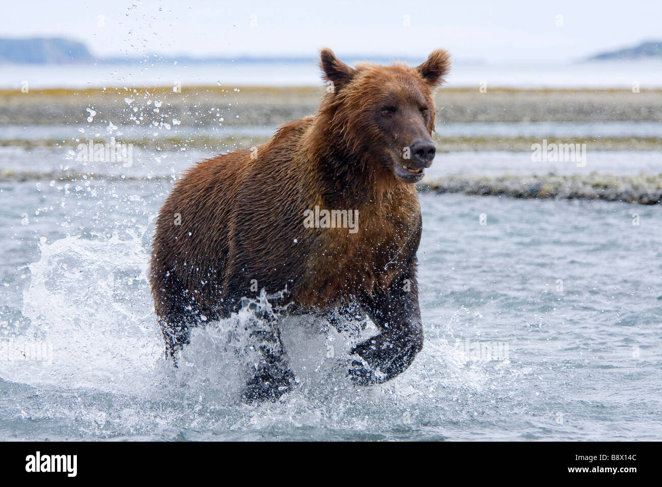 Grizzly bear (Ursus arctos horribilis) running in a river Stock Photo