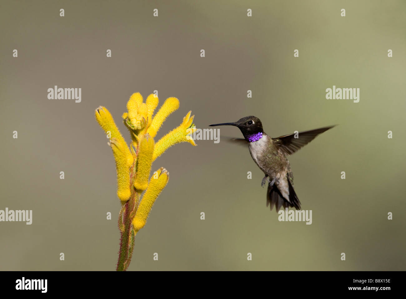 Black-Chinned hummingbird (Archilochus alexandri) hovering over flowers Stock Photo