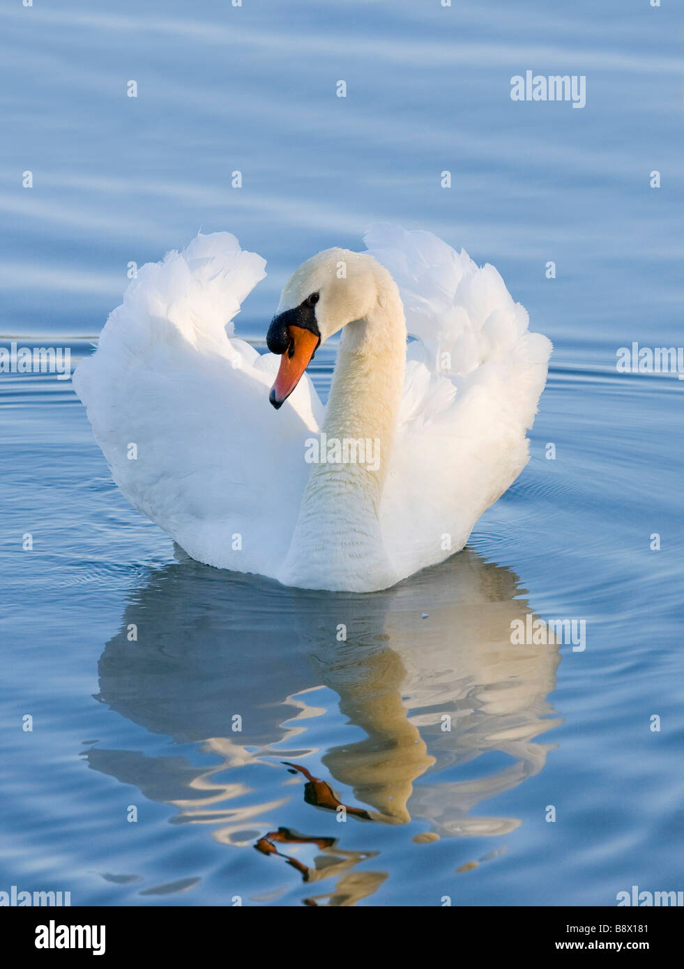 Mute swan (Cygnus olor) swimming a lake Stock Photo