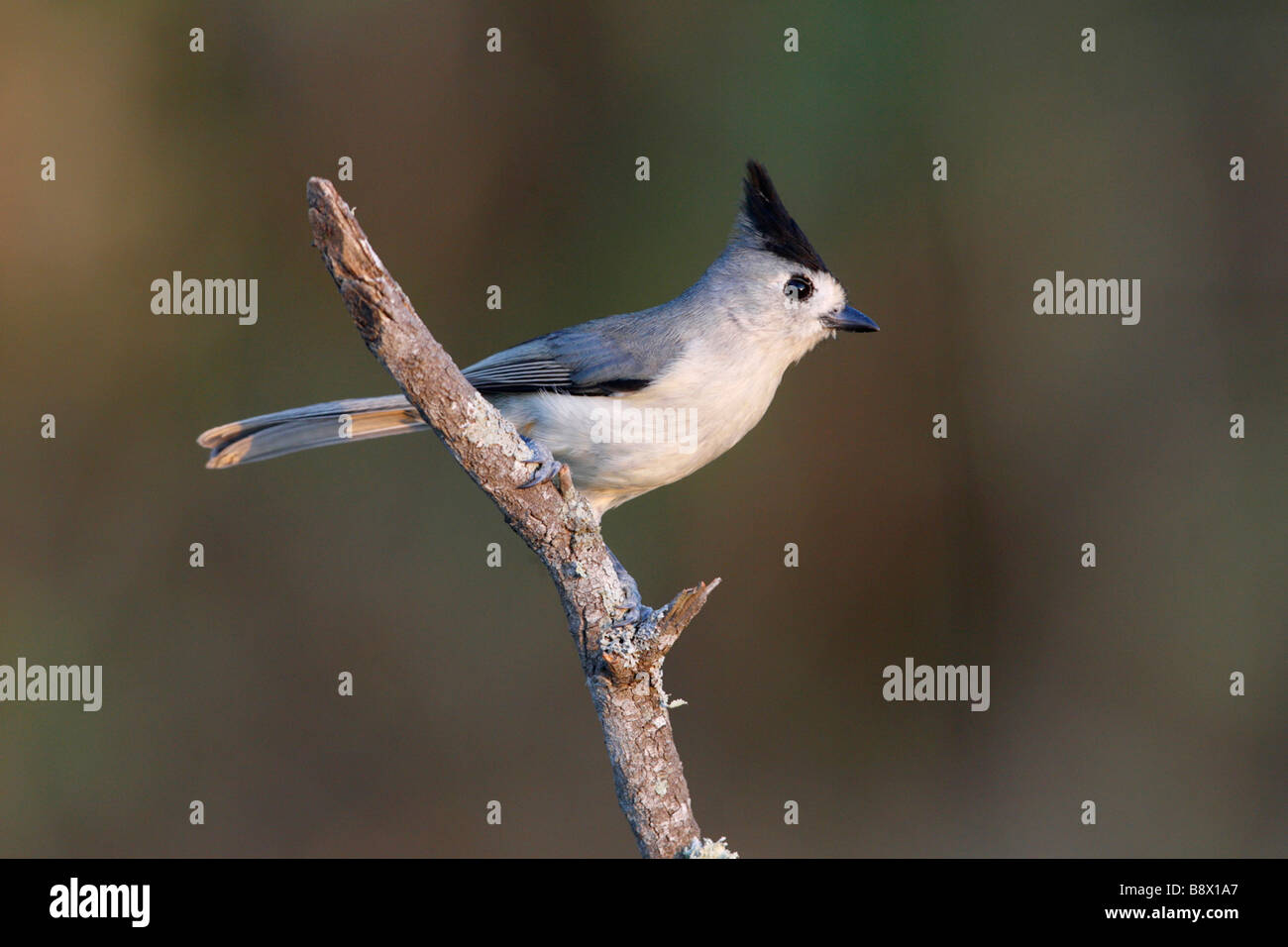 Black-Crested titmouse (Baeolophus atricristatus) perching on a branch Stock Photo