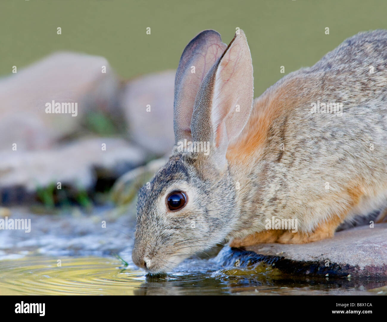 Rabbit (Oryctolagus cuniculus) drinking water from a pond Stock Photo