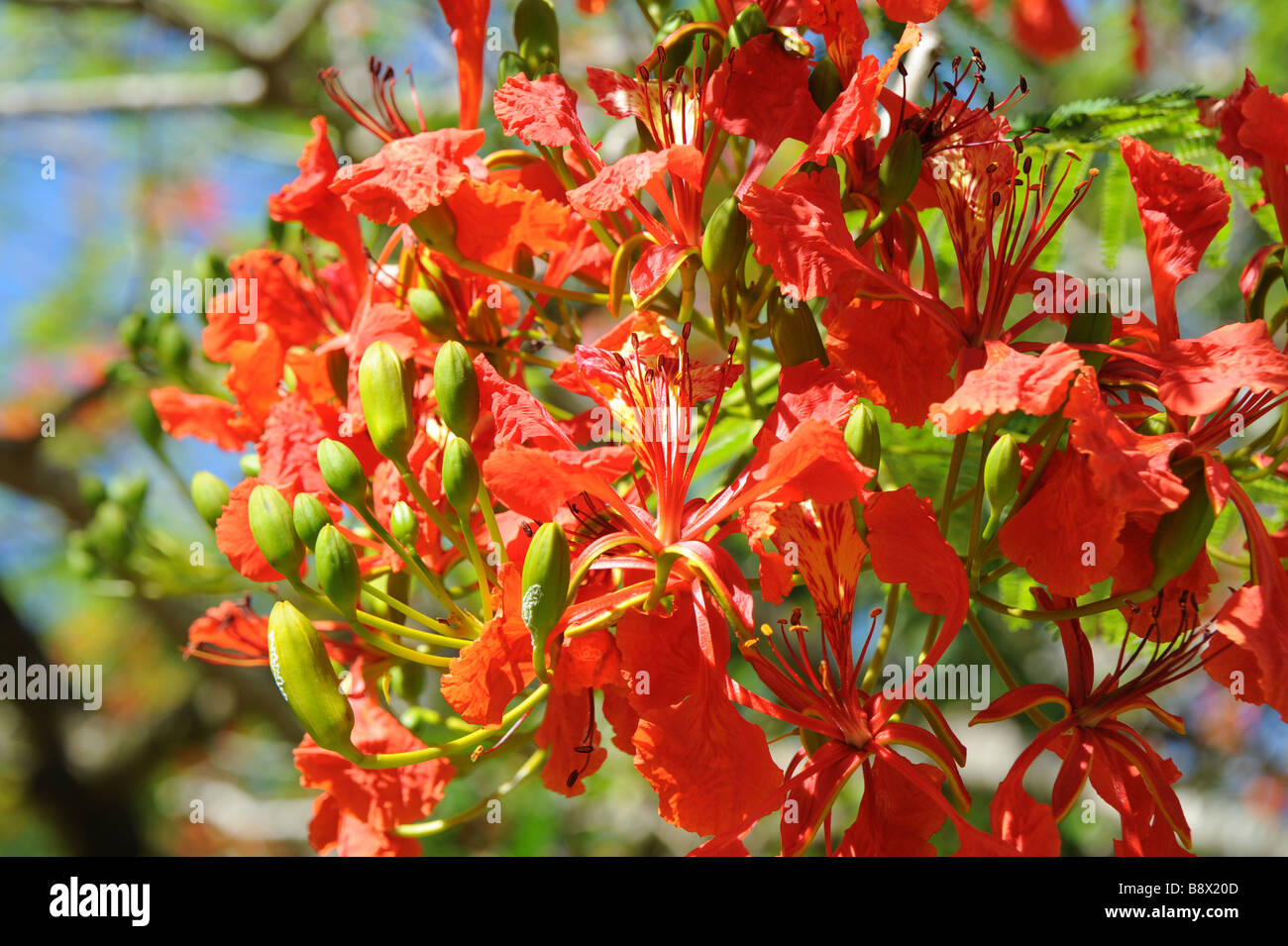 Tropical blossom hi-res stock photography and images - Alamy