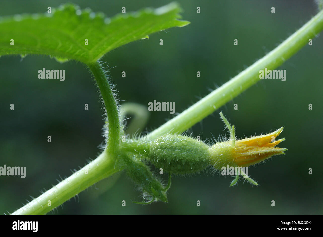 A developing Zucchini with flower on the vine Stock Photo