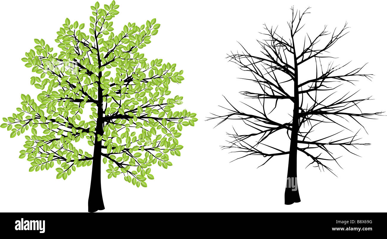 Tree illustration depicting spring and winter Stock Photo