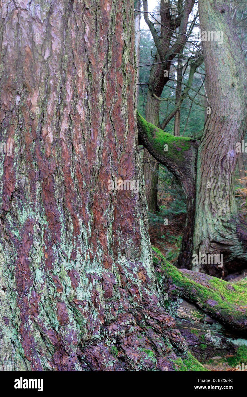 Old Trees Dodd Wood Lake District UK Stock Photo