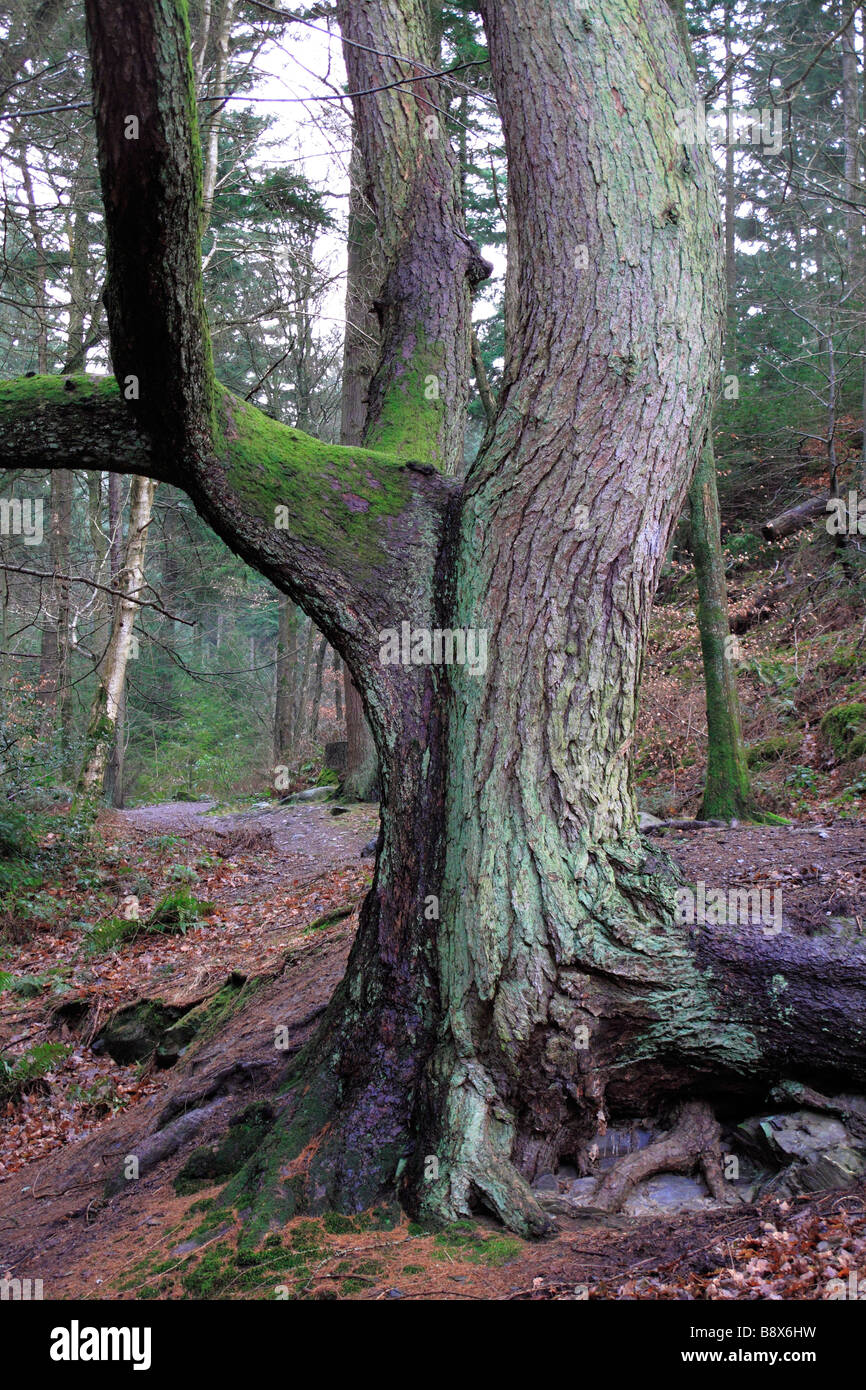 Old Trees Dodd Wood Lake District UK Stock Photo