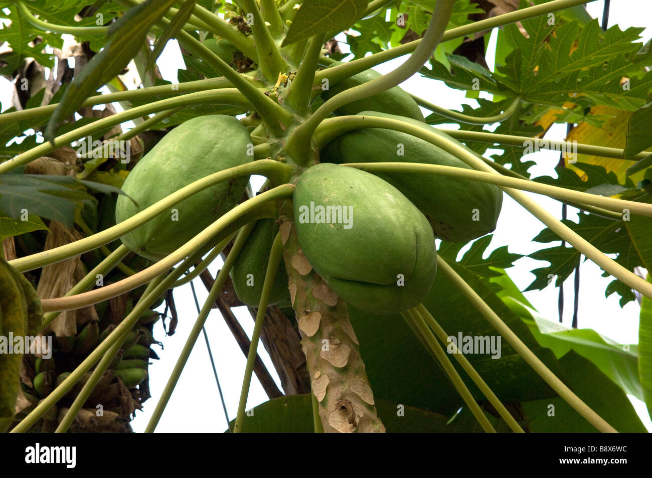 Papaya tree and fruit Stock Photo Alamy