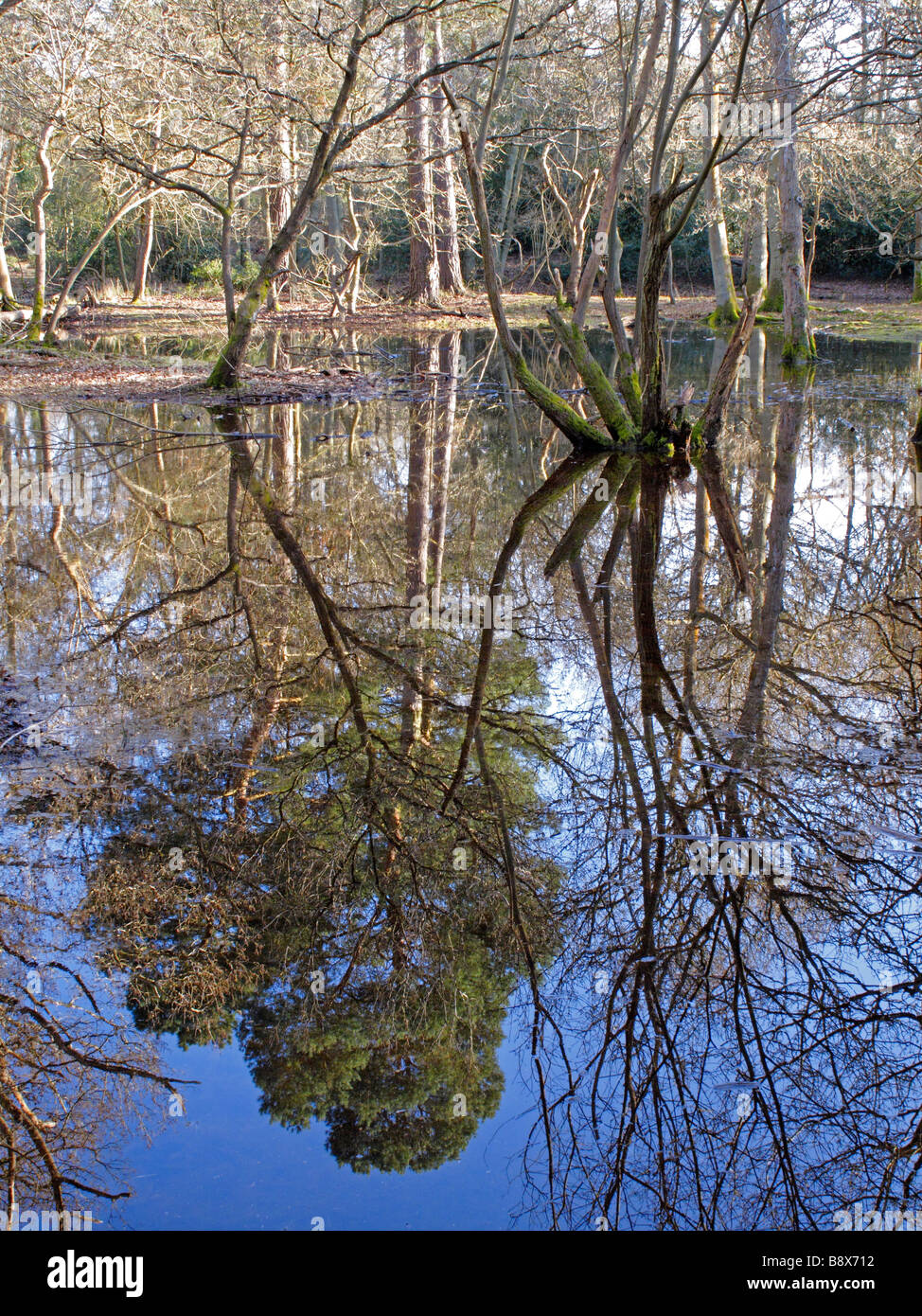 Burnham Beeches Reflection Buckinghamshire UK Stock Photo Alamy