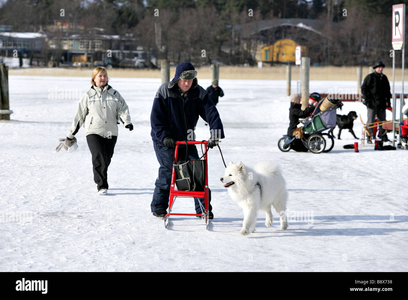 Kicksled and white dog For editorial use only Stock Photo Alamy