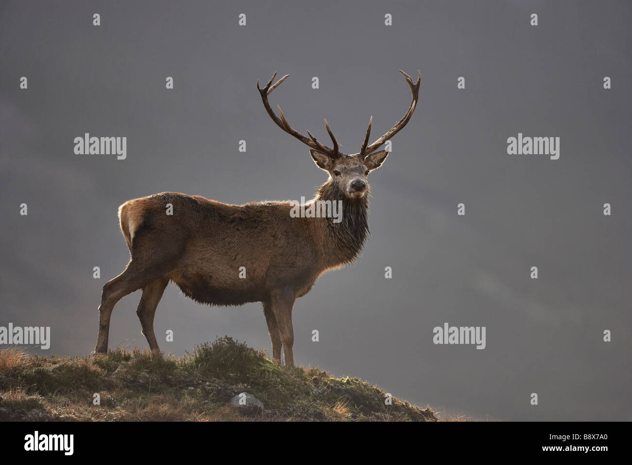 Red Deer (Cervus elaphus), stag backlit on moorland ridge Stock Photo