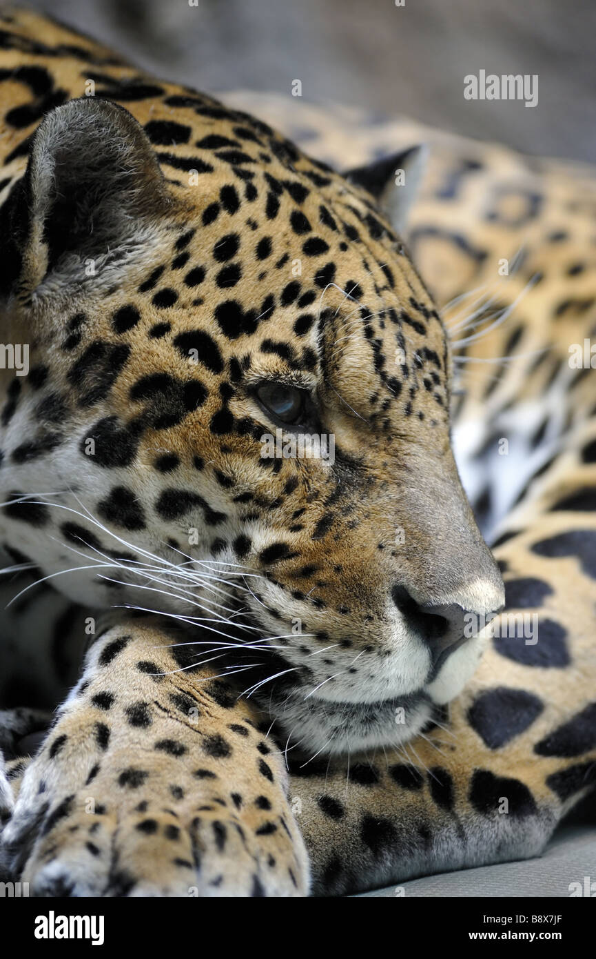 Portrait of jaguar, panthera onca Stock Photo