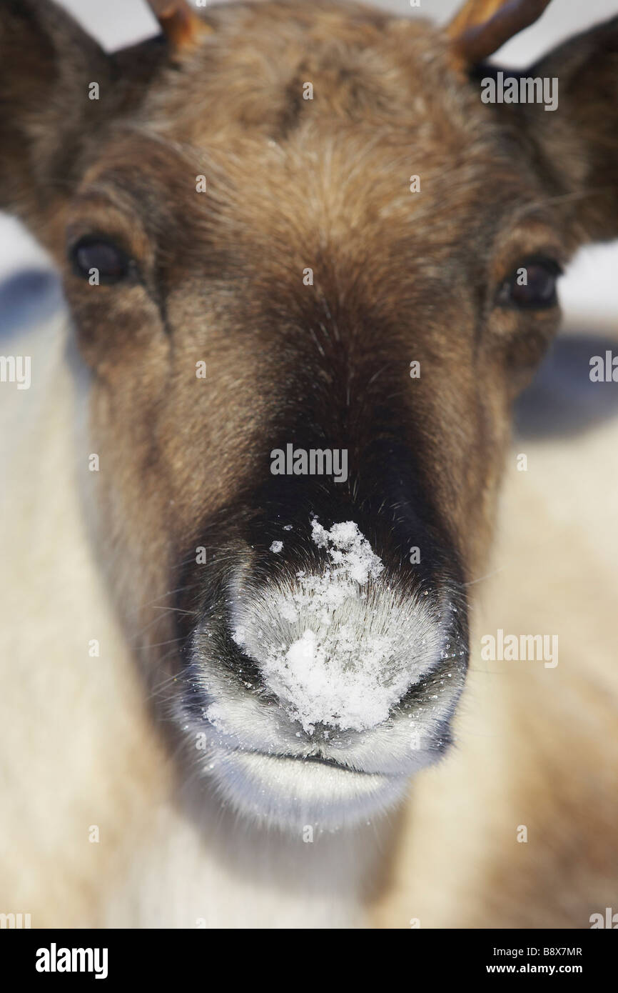 Reindeer (Rangifer tarandus), cow close-up with snow at the nose Stock ...