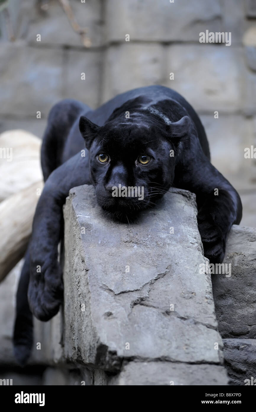 Black jaguar taking a rest Stock Photo