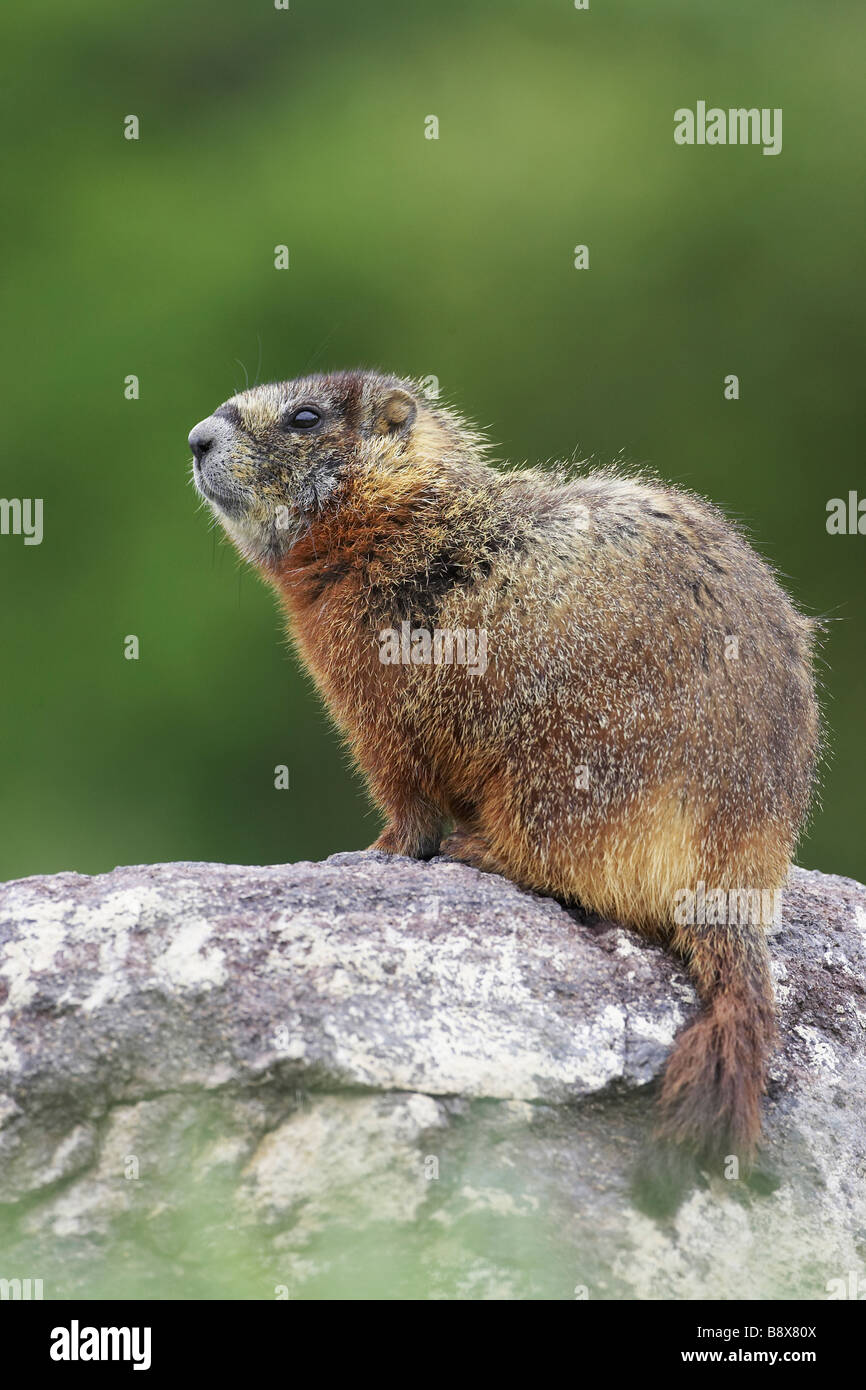 Yellow-bellied Marmot, Rock Chuck (Marmota flaviventris), portrait of adult on rock Stock Photo