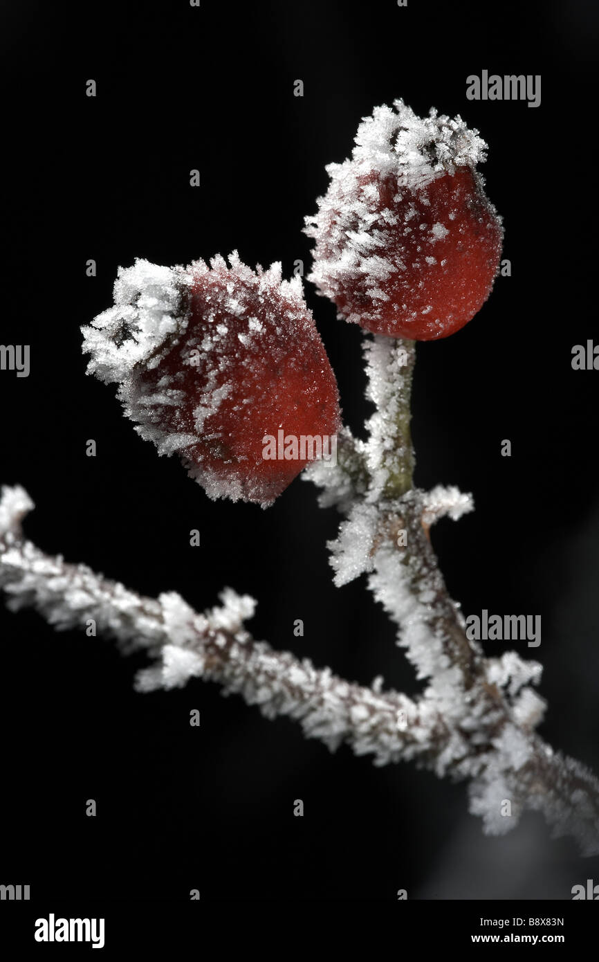 Red hawthorn berries covered in hoar frost The Wolds East Yorkshire England UK Stock Photo