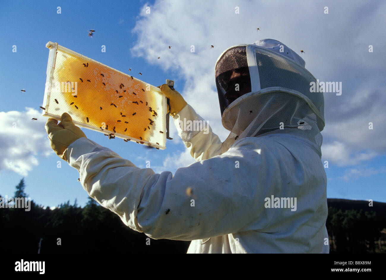 Beekeeper examining a honeycomb Stock Photo