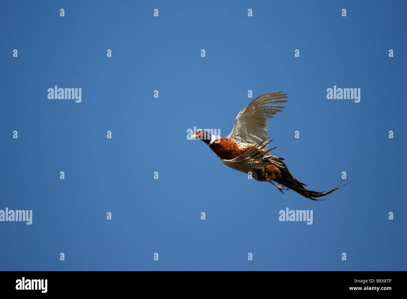 Ringneck pheasant beginning to spin in the air after being shot by a hunter. Stock Photo