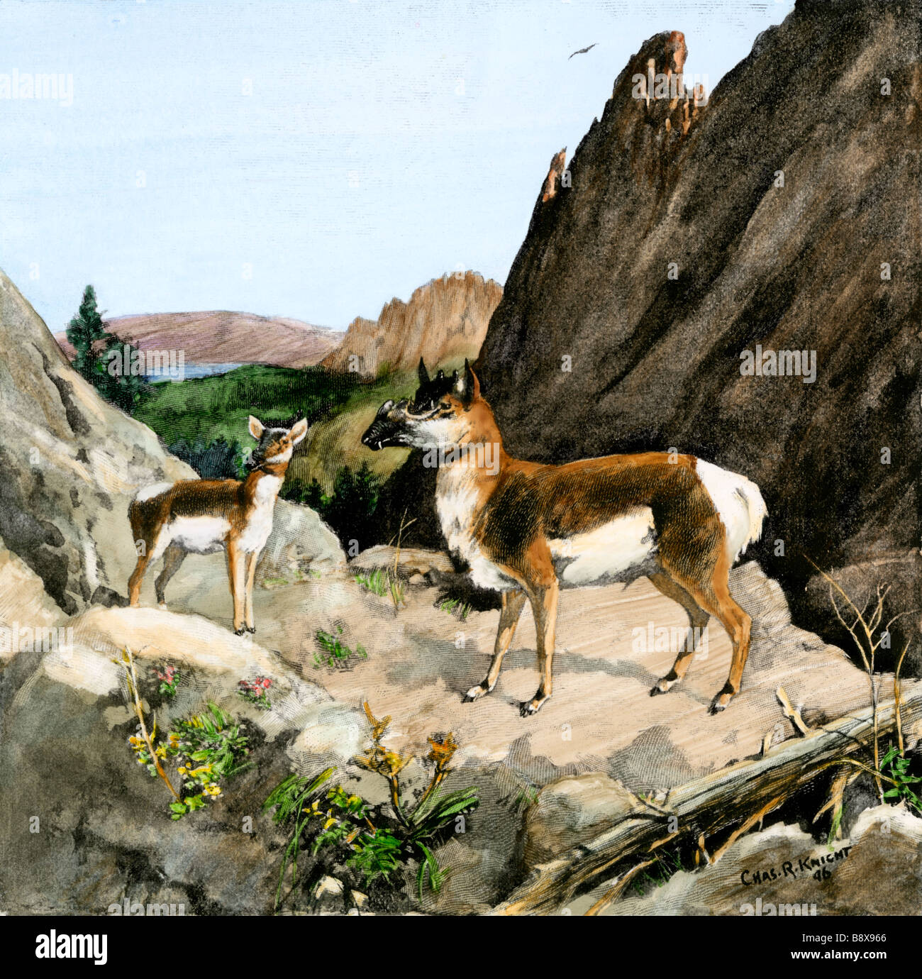 Extinct species of pronghorn Protoceras, ancient South Dakota Black Hills. Hand-colored halftone of a Charles Knight illustration Stock Photo