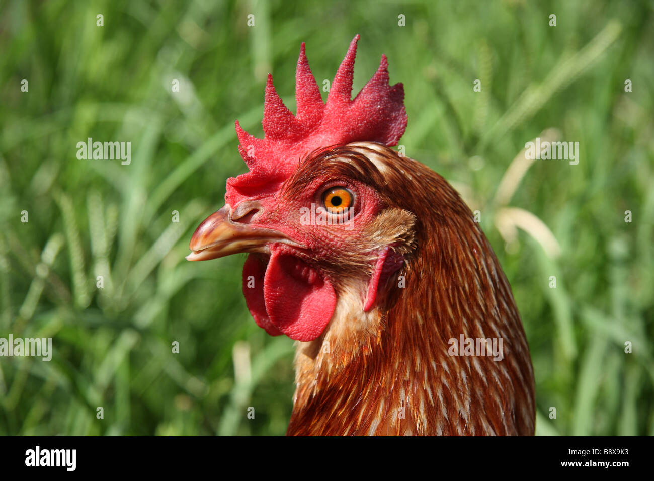 Isabrown Chicken Stock Photo