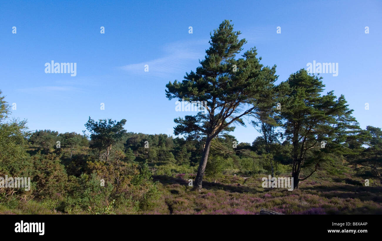 trees and bushes on open heathland in dorset Stock Photo