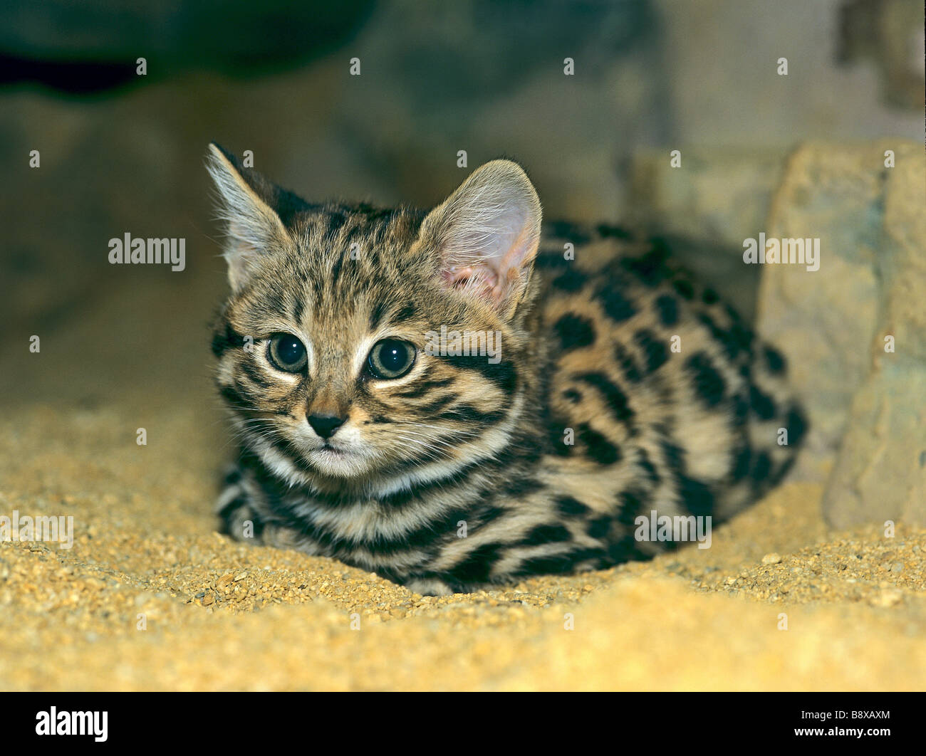 young blackfooted cat lying / Felis Nigripes Stock Photo Alamy