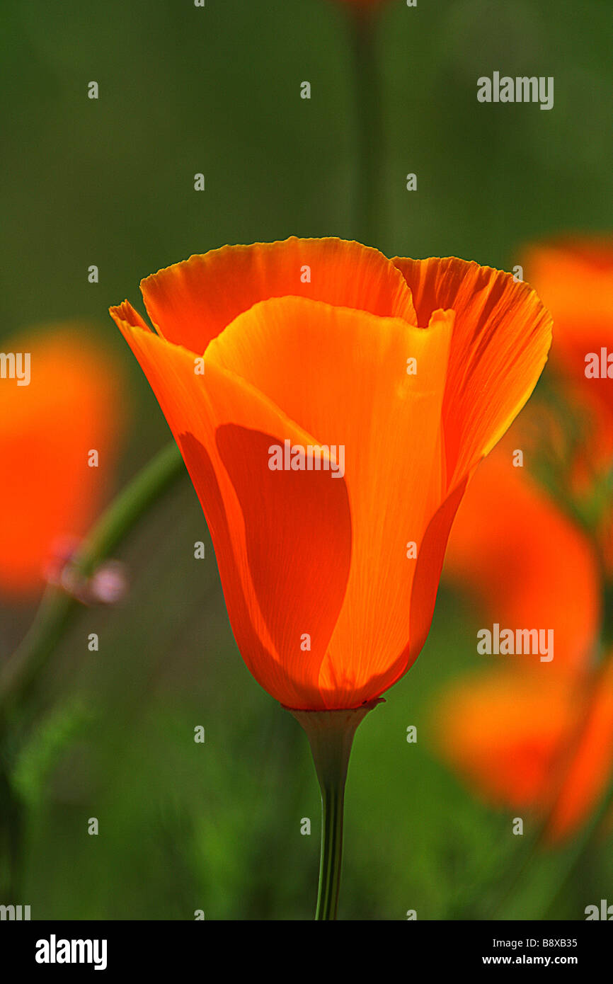 Poppy is also a flower hi-res stock photography and images - Alamy