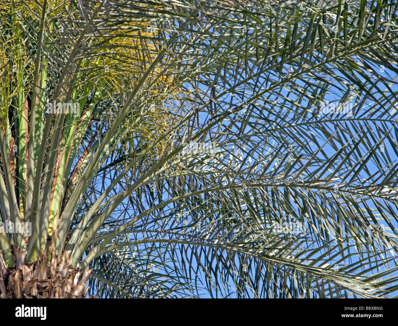 Branches of a palm tree in Cairo in Egypt Stock Photo Alamy