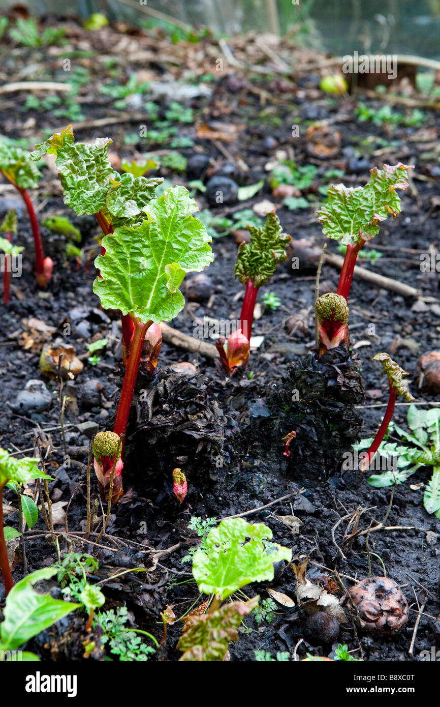 Rhubarb crown hi-res stock photography and images - Alamy