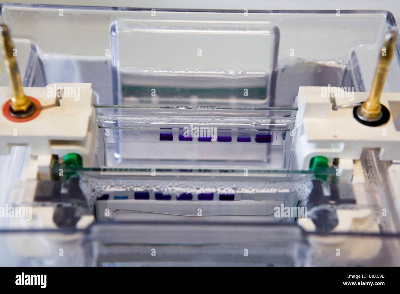 Electrophoresis hires stock photography and images Alamy