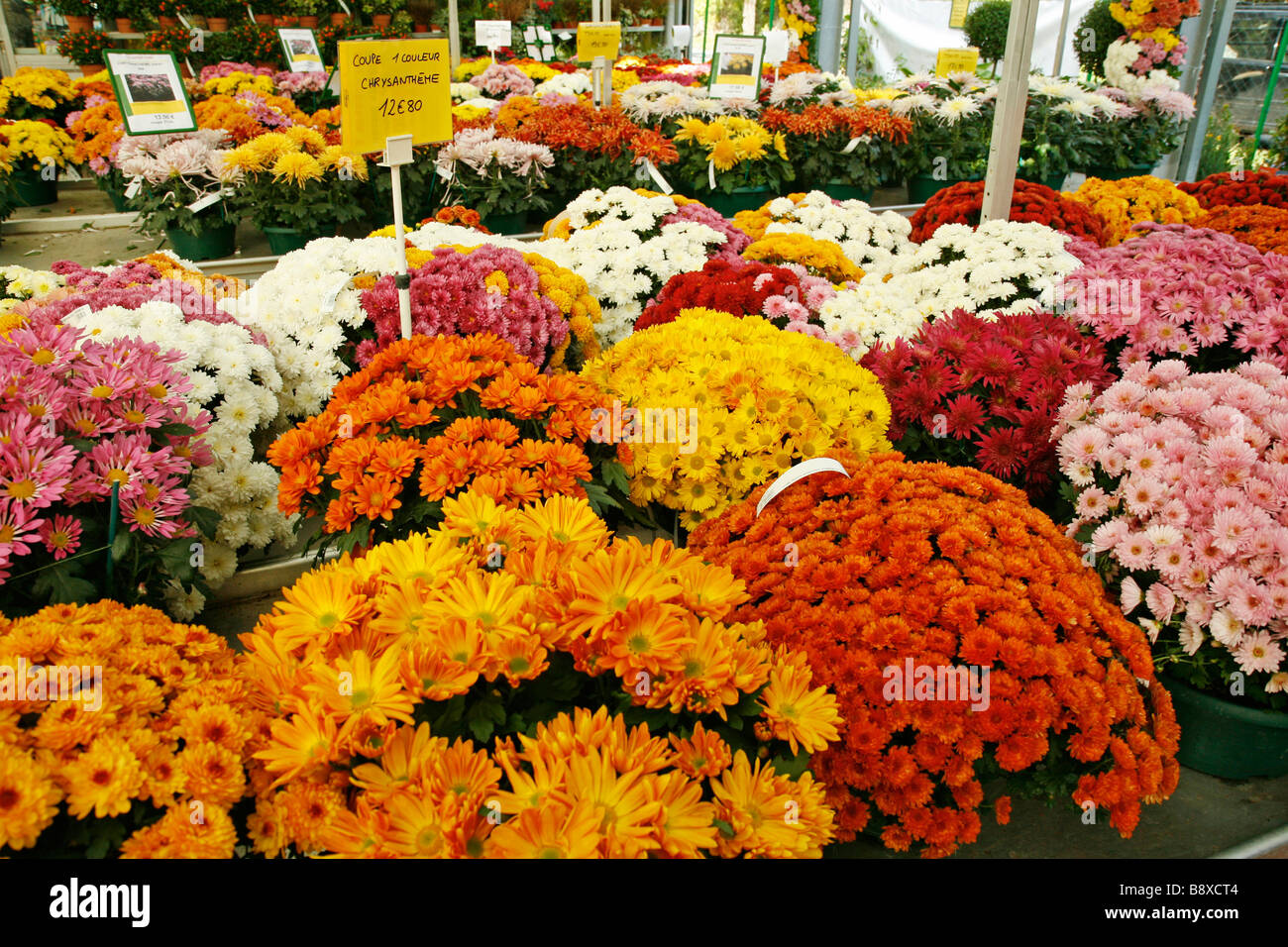 Chrysanthemum red yellow center hires stock photography and images Alamy