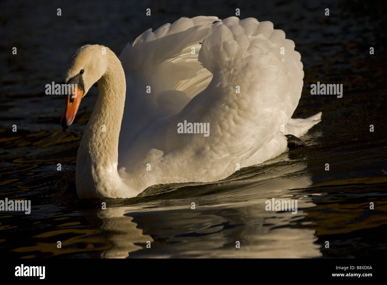 Mute Swan (Cygnus olor) UK - Showing busking display Stock Photo