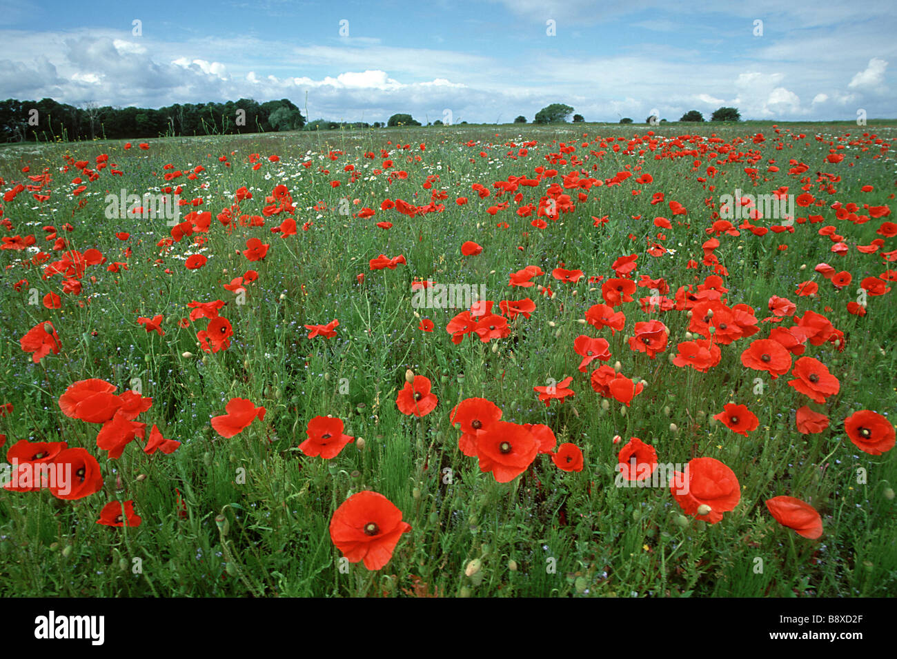 Common Poppy (Papaver rhoeas), en masse on arable farm land (set aside) Stock Photo