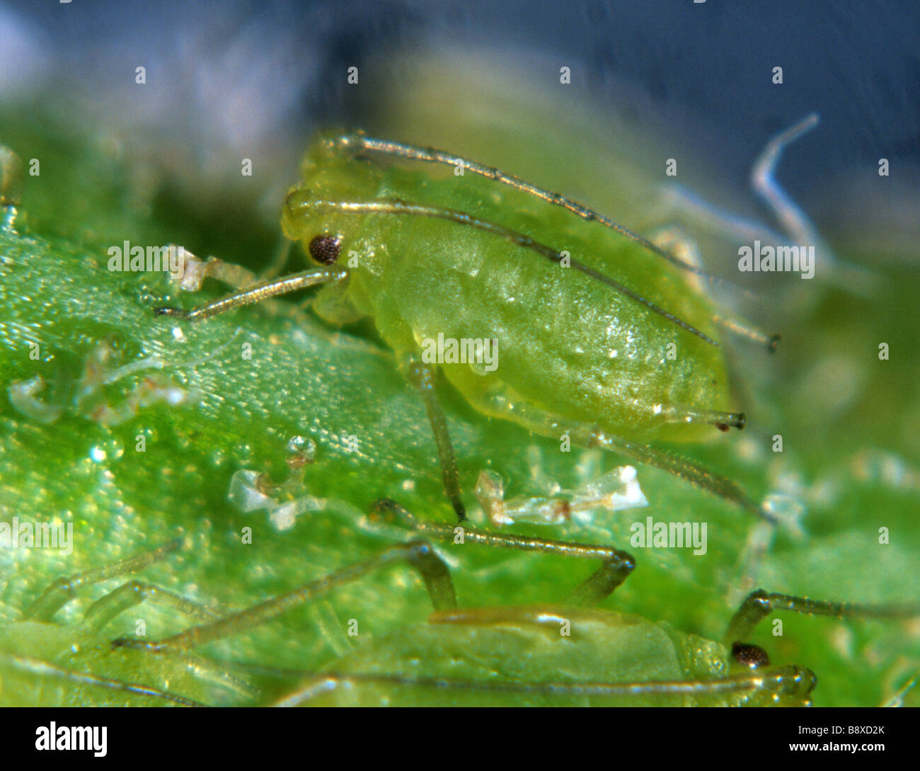 Mint aphids Ovatus crataegarius wingless adult on mint leaf underside