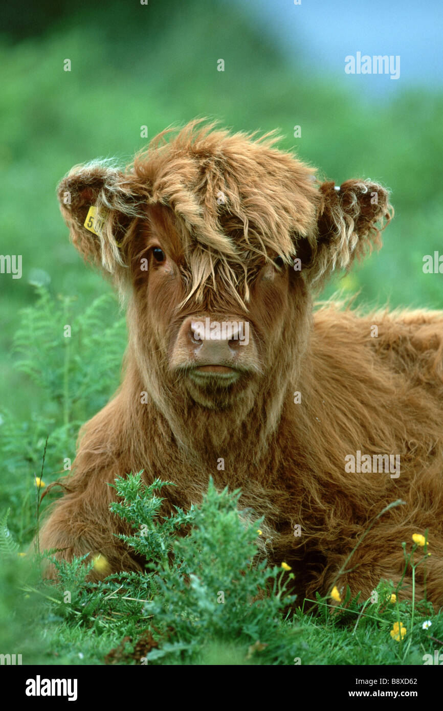 Highland Cattle Calf Head Hi-res Stock Photography And Images - Alamy